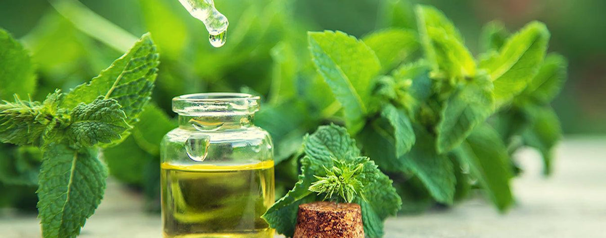 Peppermint Oil 