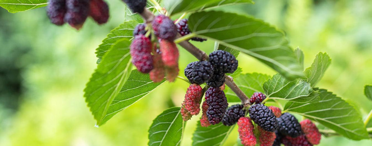 Mulberry Leaves Extract